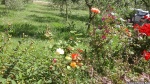 20150531.jpg